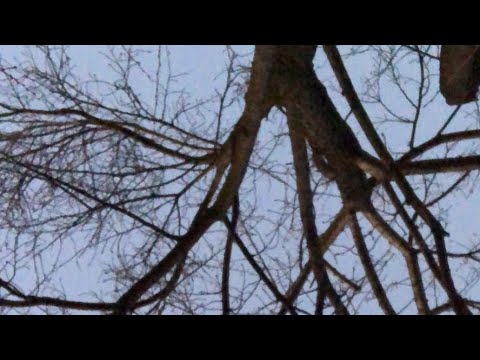 【1月8日ラジオ体操866日目】成人の日ですね