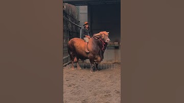 RODEO TIME WITH WARISO  #wariso #sapi #sapijumbo #rodeo #sapisuper