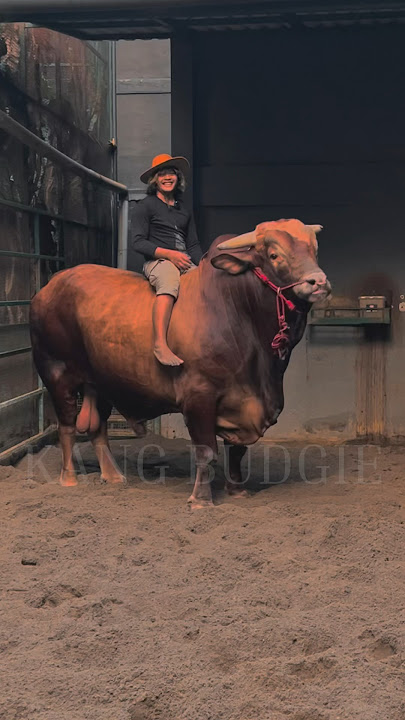 RODEO TIME WITH WARISO  #wariso #sapi #sapijumbo #rodeo #sapisuper