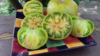 Beautiful Ananas Zebra Tomato. Production, Production, Production!