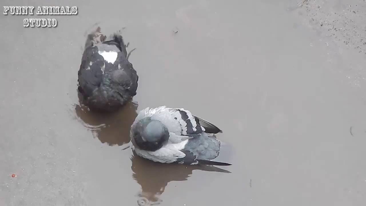 Прикольные Фото Голубей Прикольные Фото Голубей