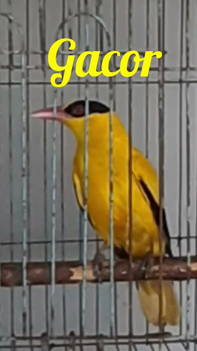 KICAUAN BURUNG KEPODANG EMAS