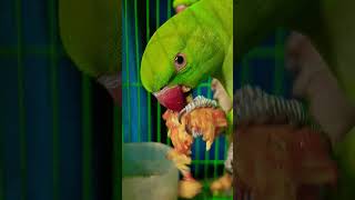 #mittoo #parrottalking #beautifulparrot #parrotlover #birds #talking