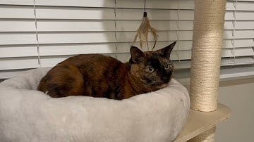 Comfort Zone Calming Diffuser   Our Cats Honest Reaction