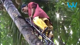 How women climb coconut trees in India | Tree climbing techniques