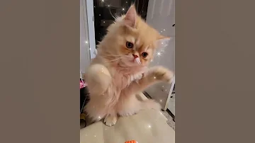 Little Phoebo Has Got The Moves Cat Kitten Funnycats Cutecat Smile 