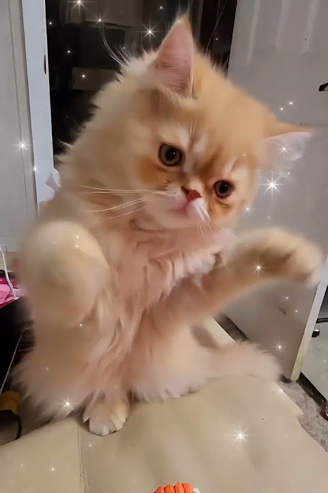 Little Phoebo Has Got The Moves! #Cat #Kitten #Funnycats #Cutecat #Smile