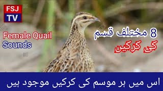 Madi batair ki awaz / Female quail sound /مادی بٹیر کی آواز/ ہر قسم کی کرکیں//FSJ TV
