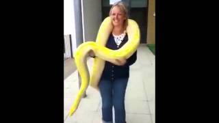 Steve's Burmese Python