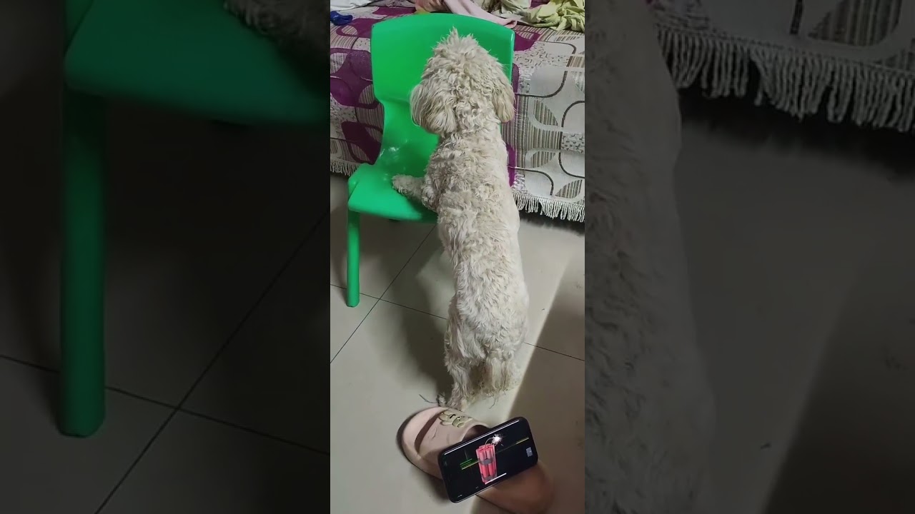 Dog Park from Virtual Bomb Crackers! Crazy Experiment | Ravi Hacker & Fun