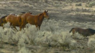 Wild horses to be released in southwest Idaho