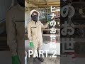 ひな舎の外のヒナの世話をします。【美里オーストリッチファーム】#shorts