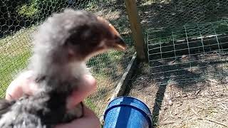 4 Sapphire Gem Chicks