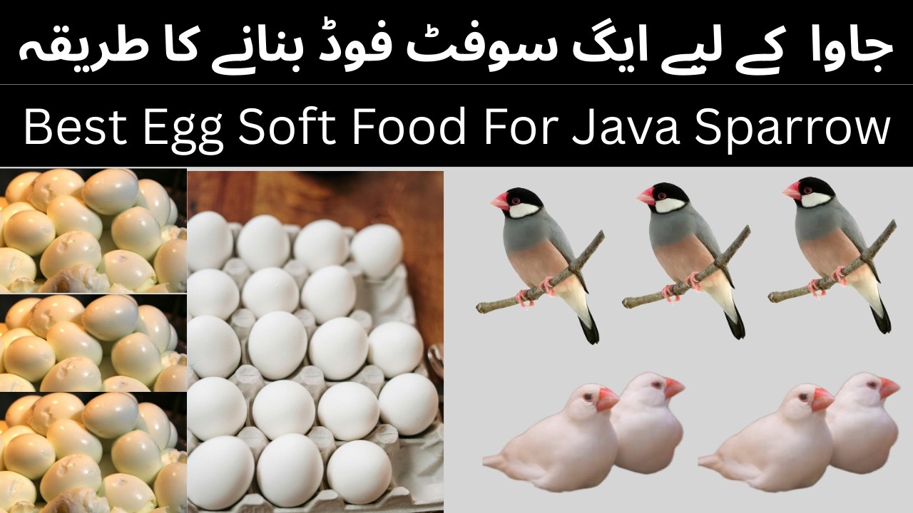 Java Sparrow Egg Soft Food Recipe | Best Egg Food for Java Birds ...