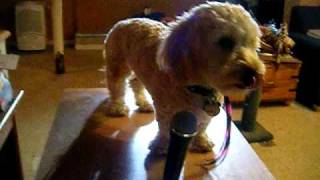 Budderball Goes Punk