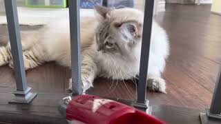 Siberian cat follows me around while I vacuum by Aegon Cat 1,604 views 2 years ago 2 minutes, 40 seconds