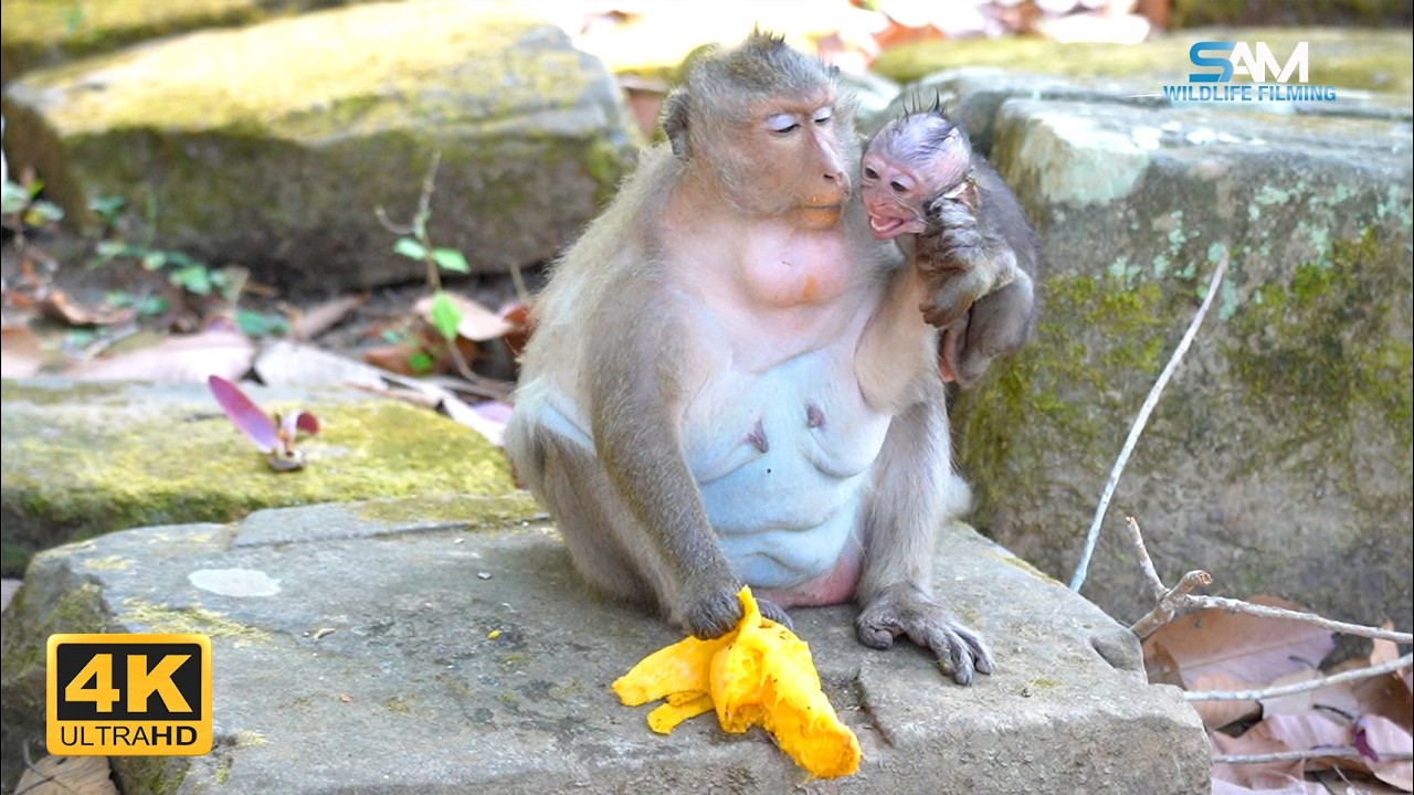 Letting Go: JINX's Role in Her Baby's Search for Food