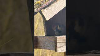 Picky Sparrow Choosing Seeds at Bird Feeder | Relaxing Bird Sounds 4K