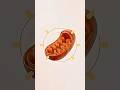 BAT Brown Adipose Tissue