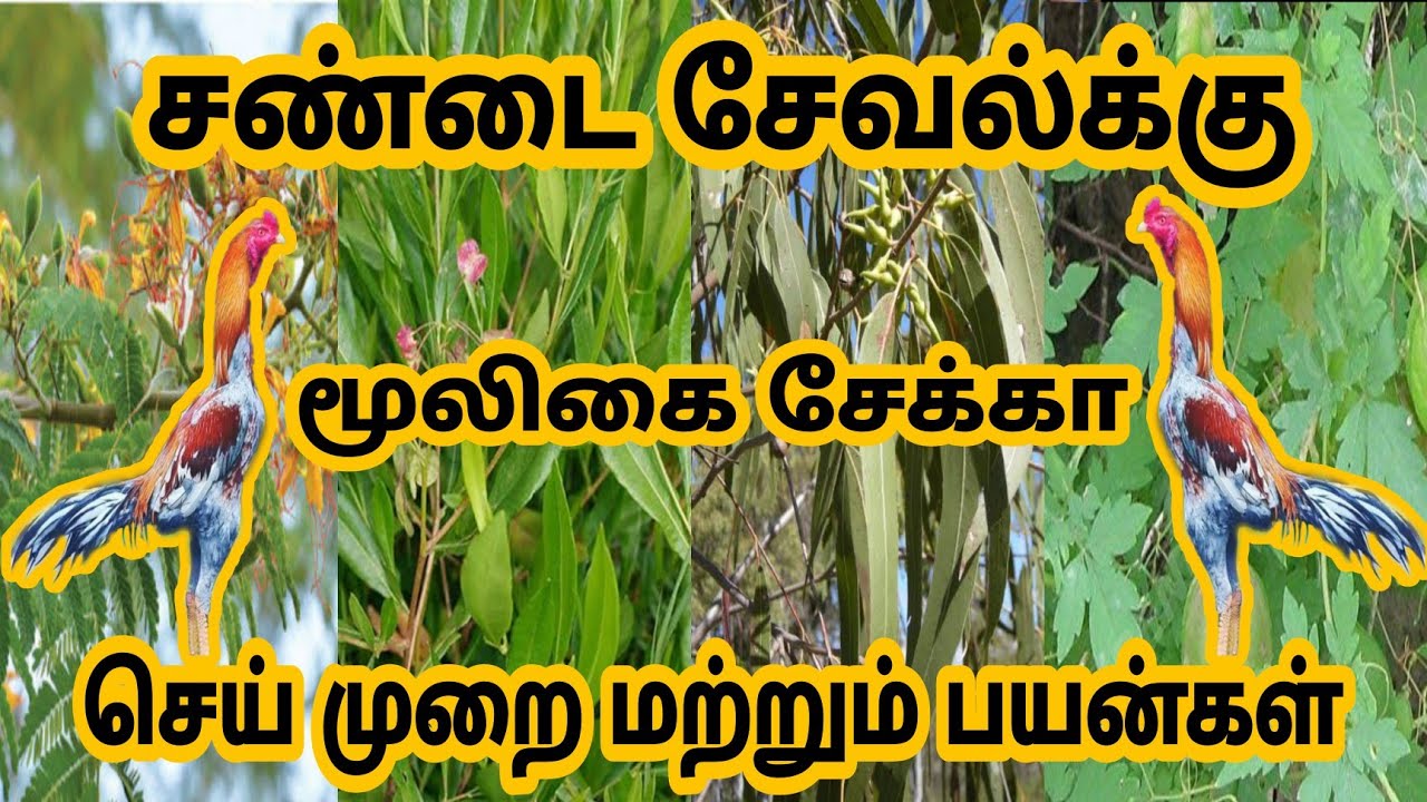 சண்டை சேவல்க்கு மூலிகை சேக்கா அடிக்க தேவையான பொருட்கள் | sandai seval muligai sekka #ttv