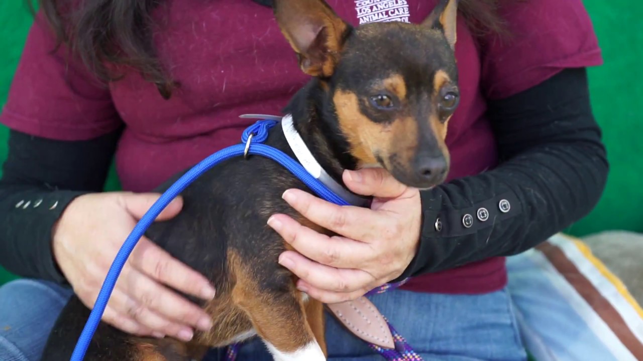 min pin for sale A5023479 Oliver | Miniature Pinscher Mix Puppy