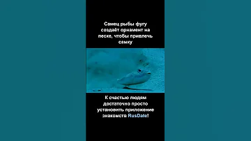 Самцу рыбы фугу очень трудно привлечь самку. К счастью, у людей есть приложение RusDate.