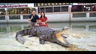 #thailand #ワニ園 #crocodile #animals 今は無きワニ園での動画です！