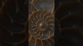 Fibonacci Is Everywhere - Even in Java
