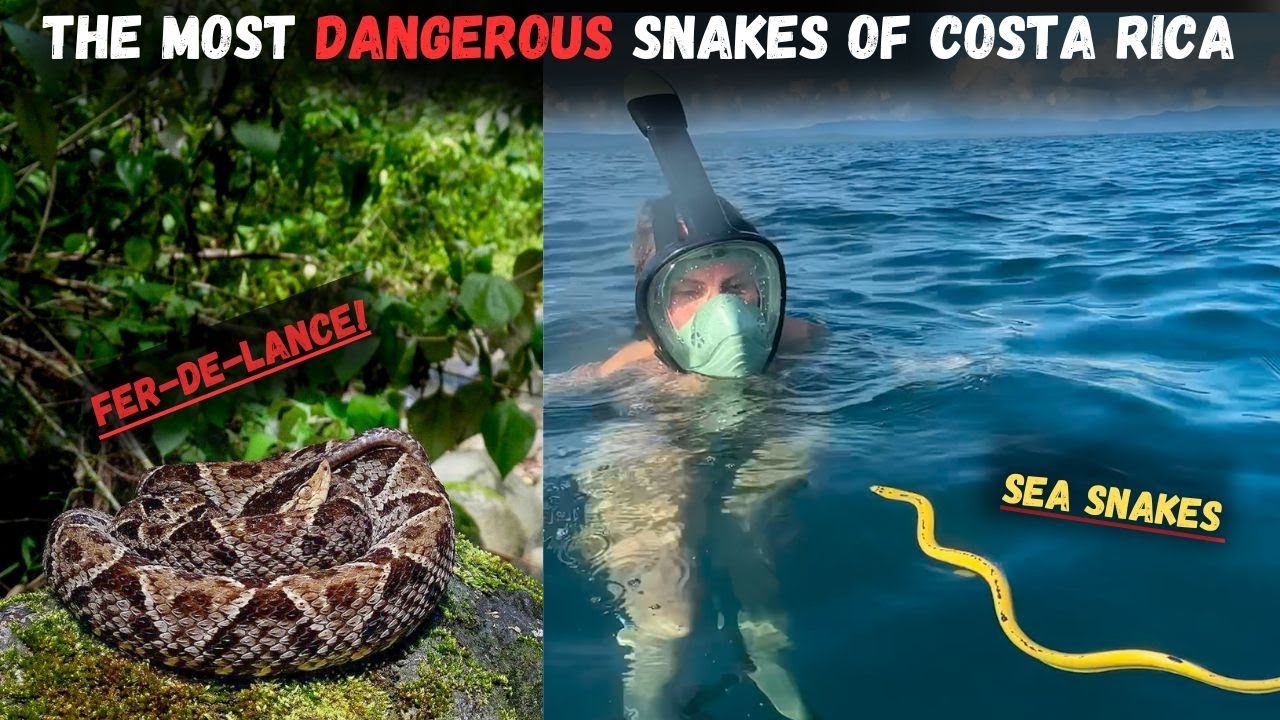Most Dangerous Snakes of Costa Rica! YouTube