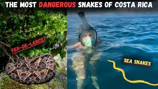 Most Dangerous Snakes of Costa Rica!
