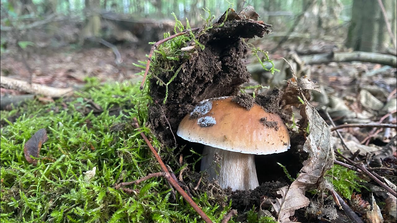 Przepiękne borowiki na sierpniowym grzybobraniu. Grzyby 2025