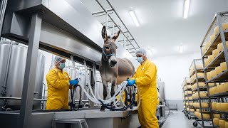 How Luxury Donkey Milk Cheese Is Made Full Factory Process