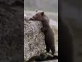 Survival instinct