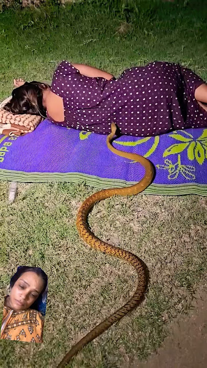 🐍#saanp #cobra #saamp #snake #kingcobra #animals #snakechannel #reptiles #snakebite #youtubeshorts