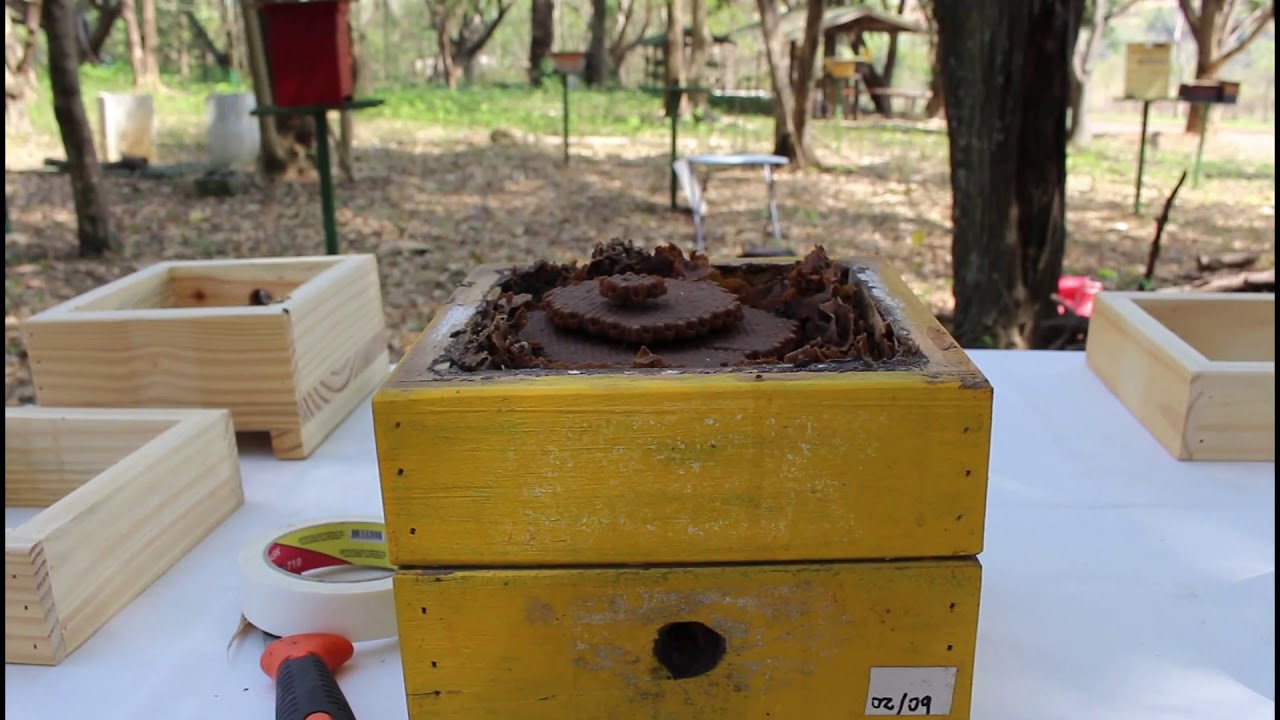 Divisão de mandaguari