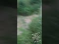 الامطار والسيول بوادي سربه ذمار السنام