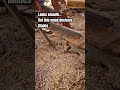 This Wood Eats Planer Blades #woodworking #asmr #diy #carpenter