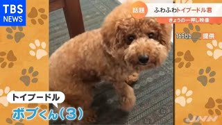 フワフワすぎる！トイプードル｜TBS NEWS