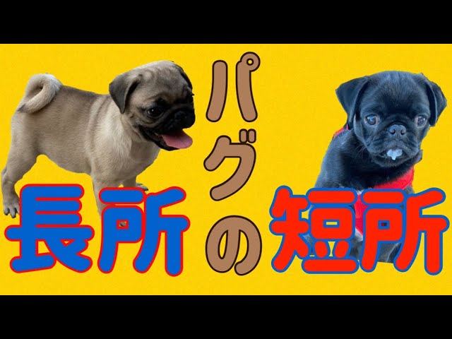 パグの飼い方 パグブリーダー秘伝 Youtube