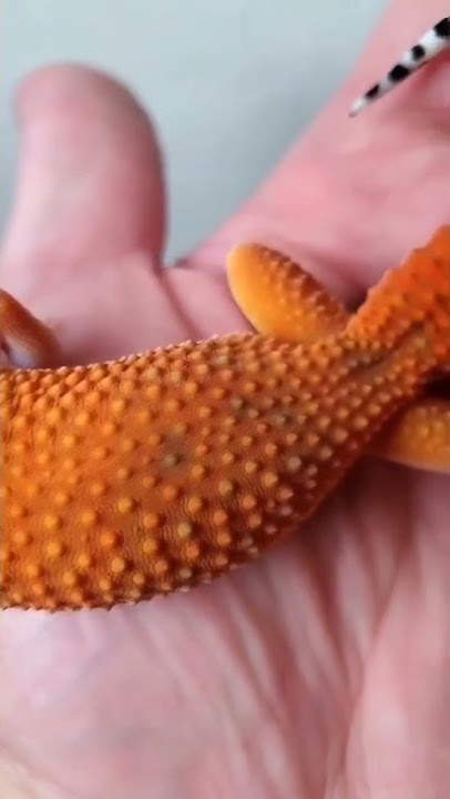 Geeky Gecko Creations Tangerine Leopard Gecko #shorts