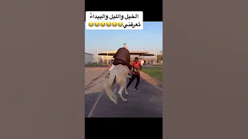 الخيل والليل وا البيداء تعرفني Shorts تحشيش عراقي اتحداك ما تضحك ضحك 