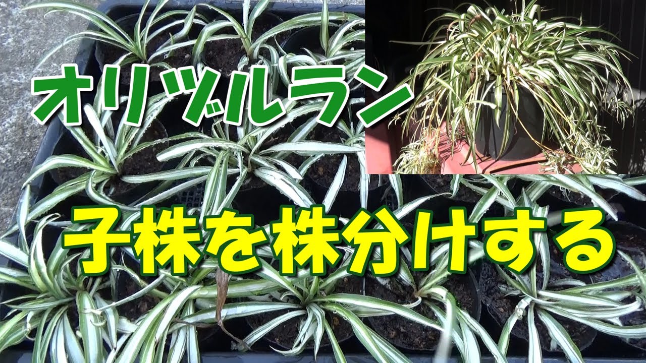 オリヅルランの子株を株分けする - YouTube