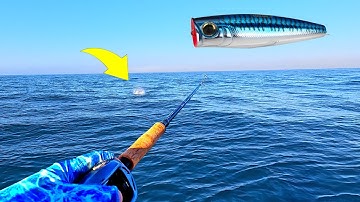 Huge! Yellowtail & Calico Bass Smashing the Popper Nonstop! | Cedros Island