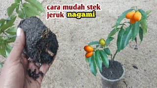 cara stek jeruk nagami 100% cepat tumbuh akar