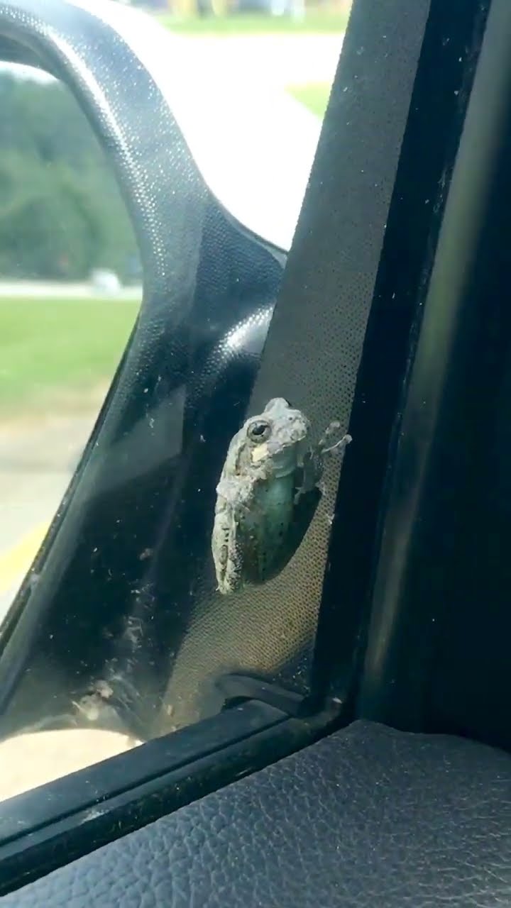 Woman Rescues Frog on Her Car Window || ViralHog