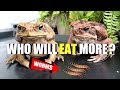 EPIC TOAD BATTLE! Who Will EAT the Most Worms!?