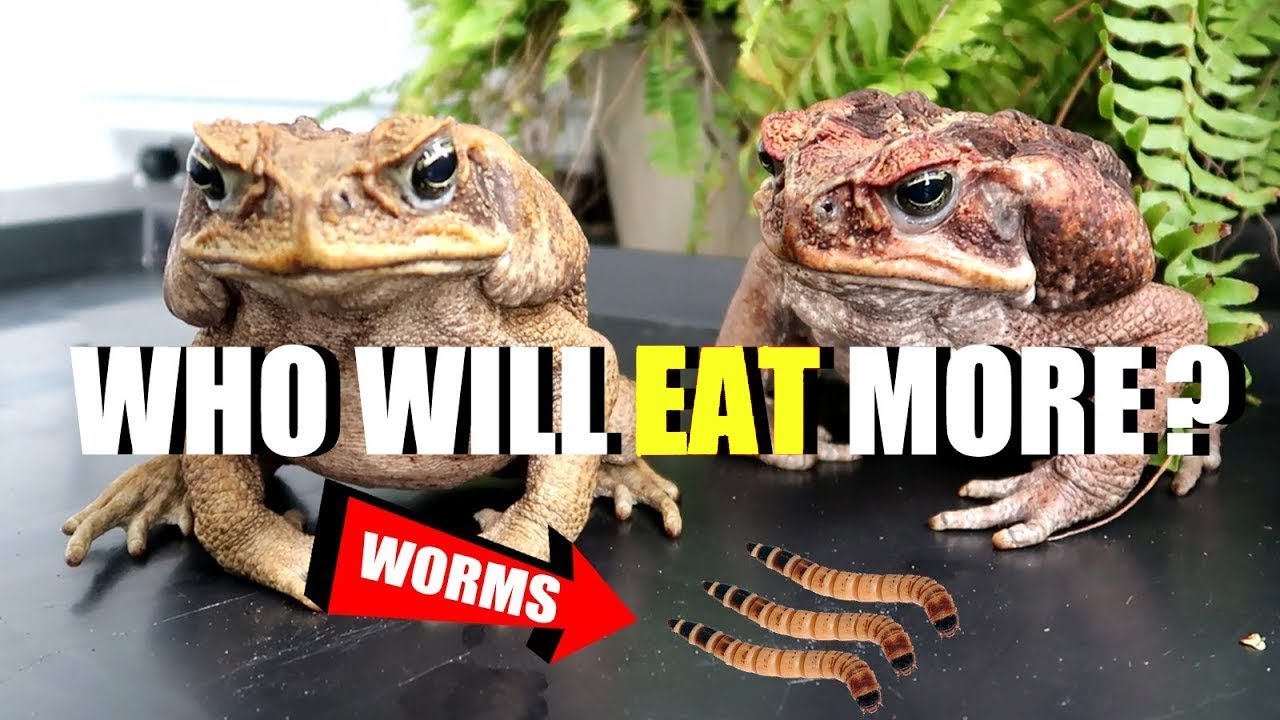 Tìm kiếm các địa điểm lân cận Toad  Eat [Bạn muốn khám phá các địa điểm ăn uống, vui chơi hoặc tiện ích khác gần Toad  Eat? Chúng tôi gợi ý các địa điểm thú vị xung quanh.]