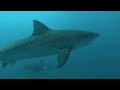 Exploring the World's Deadliest Animal Weapons: Jaws
