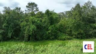 1.8 Acre Lot with New 12x24ft Shed in Bronson, FL!