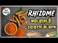 What Is Rhizome | Rhizome Meaning In Hindi | Definition & Examples #rhizome #dictionary #ginger